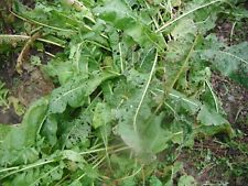 Horseradish growing five for sale  BRAUNTON