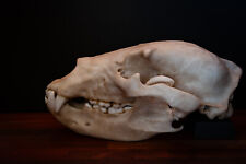 Cráneo de oso grizzly - Réplica de cráneo grande tamaño completo - envío GRATUITO a todo el mundo., usado segunda mano  Embacar hacia Argentina