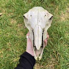 Sheep skull animal for sale  HEXHAM