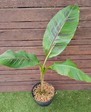 Musa sikkimensis red d'occasion  Perpignan-