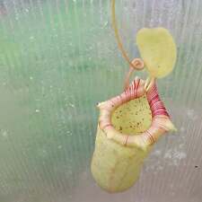 Nepenthes ventricosa ovata for sale  Woodbridge