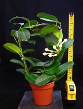 1 PROFUMO strphanotis MADAGASCAR Jasmine Fiore Cerchio pianta in vaso 12 cm usato  Spedire a Italy