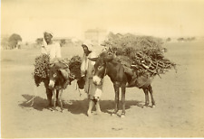 Algérie ânes porteurs d'occasion  Pagny-sur-Moselle