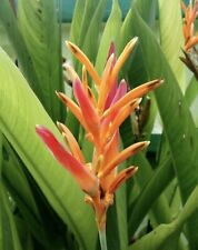 Parakeet flower heliconia for sale  Trabuco Canyon