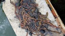 Ragworm 1lb fresh for sale  POOLE