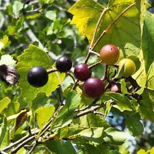 Southern fox grape for sale  Chipley