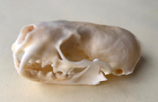 Mink skull taxidermy for sale  BIRMINGHAM