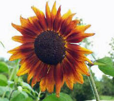 Sunflower autumn beauty for sale  Saint Peters