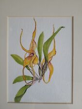 masdevallia for sale  Shipping to South Africa