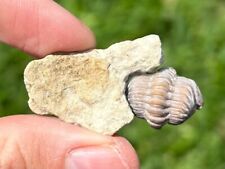 Oklahoma fossil trilobite for sale  Coppell