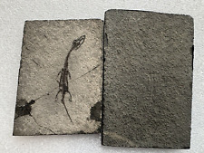 Reptile fossile paire d'occasion  Dijon