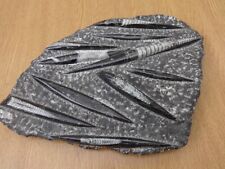 Rthoceras fossil tintenfisch gebraucht kaufen  Nürnberg