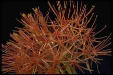 Used, 410000 Blood Lily Haemanthus Multiflorus A4 Photo Print for sale  Shipping to South Africa
