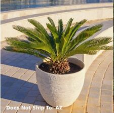 Sago palm tree for sale  Fort Mill