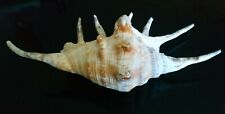 Lambris exotic shell d'occasion  Expédié en Belgium