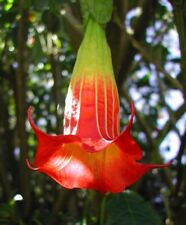 Brugmansia sanguinea angels for sale  BECCLES