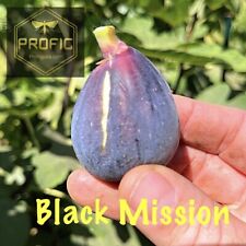 Ficus black mission for sale  Fresno