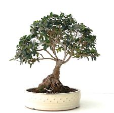 Phillyrea angustifolia bonsai usato  Napoli