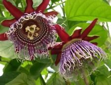 Passiflora quadrangularis pass for sale  ELY