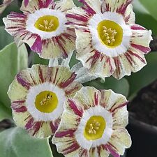 Primula auricula shining for sale  WALLINGTON