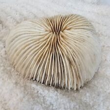 Fungia fungites mushroom for sale  Colorado Springs