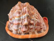 Conchiglia shell cypraecassis usato  Piombino