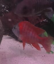 Ruby red peacock for sale  Shorewood
