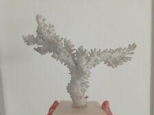Corallo bianco con usato  Forli