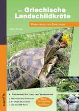 Griechische landschildkröte k gebraucht kaufen  Stuttgart
