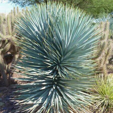 Yucca rigida blue d'occasion  Pouzauges