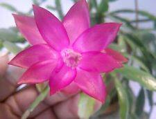 Schlumbergera rare mini for sale  Lawrence