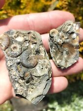 Eleganticeras ammonite split for sale  REDCAR