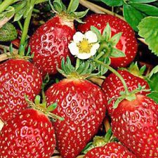 strawberry plants for sale  SWANLEY