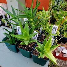 Aloe bundle aloe for sale  Valley Village