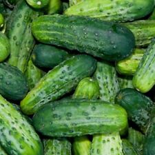 Bush pickle cucumber for sale  Tarpon Springs