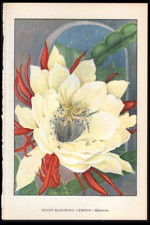 1926 Vintage Botanical Print Night Blooming Cactus - Hylocereus Cereus Cactus, used for sale  Shipping to South Africa