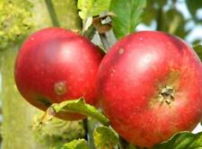 Discovery apple fruit for sale  KING'S LYNN