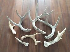 Deer antler sheds for sale  Brookings