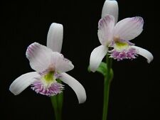 Pogonia ophioglossoides moor for sale  Shipping to Ireland
