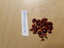 MAIZ FRESA para PALOMITAS  raro 100 Semillas Seeds segunda mano  Embacar hacia Argentina