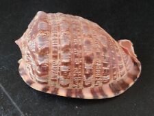 Conchiglia shell cypraecassis usato  Piombino
