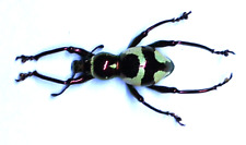Insect - CURCULIONIDAE Pachyrhynchus sp? - PHILIPPINES - Green/pink nice colors! for sale  Shipping to South Africa
