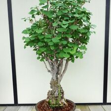 Ginkgo biloba bonsai for sale  STOKE-ON-TRENT