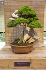 ATTENZIONE SEMI BONSAI coltivatore di grande ginepro una fantastica specie di bonsai usato  Spedire a Italy