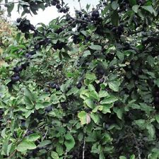 Suttons prunus spinosa for sale  UK