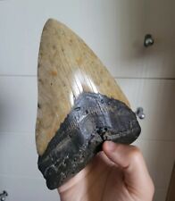 Used, 7 1/16 Inches Monster Megalodon Shark Tooth Record Size Museum Fossil Teeth for sale  Shipping to South Africa