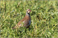 French partridge hatching for sale  CARMARTHEN