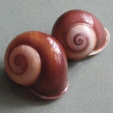 Land snails seashells for sale  Chicago