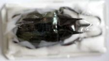 CHALCOSOMA ENGGANOENSIS - escarabajo sin montar 50-51 mm, usado segunda mano  Embacar hacia Argentina