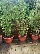 large bamboo plants for sale  SPALDING